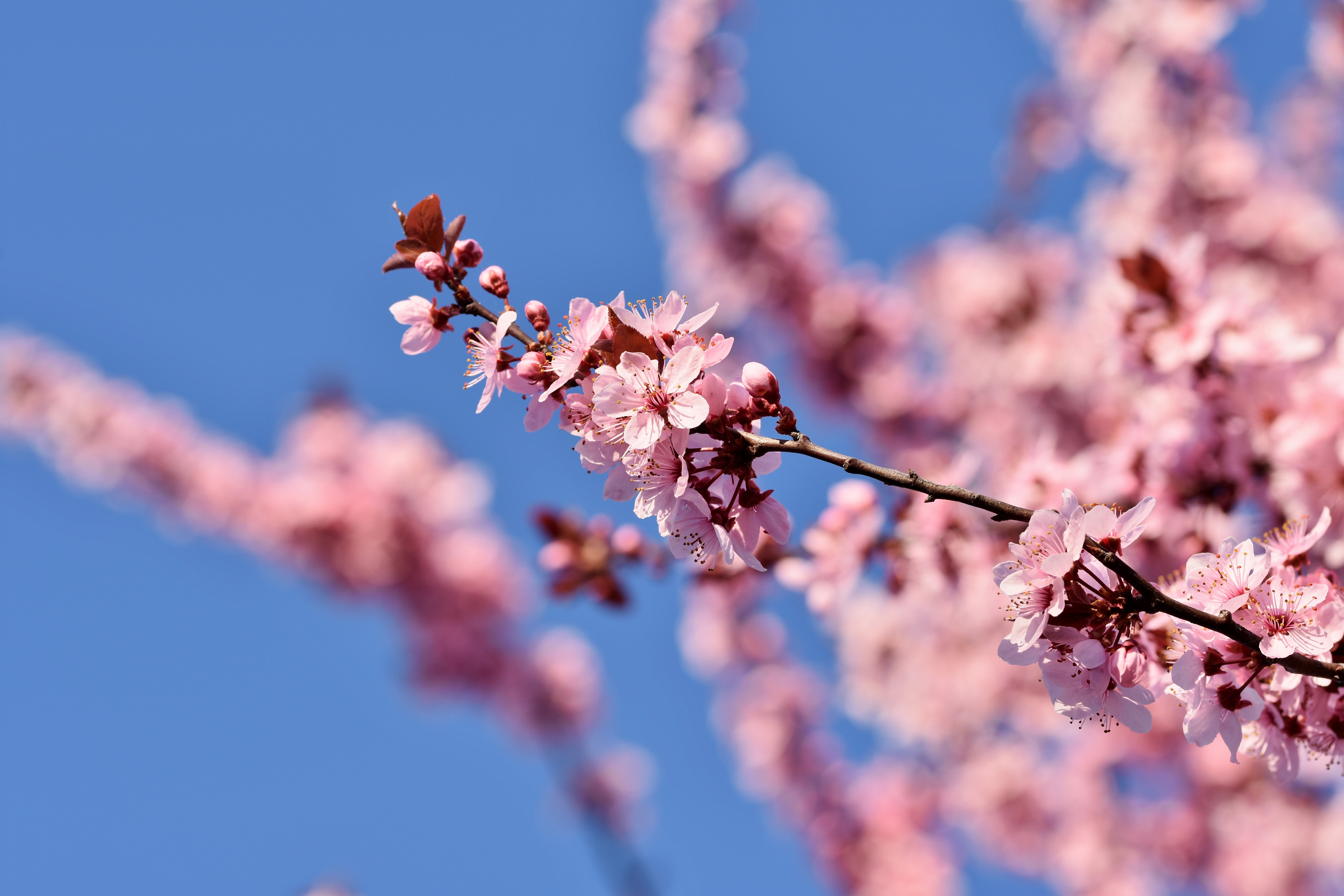 Cherry blossoms trees